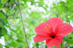 Tropical IslandⅣ