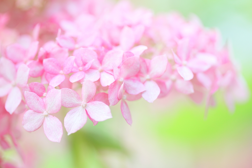 Pink Annabel5