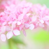 Pink Annabel5