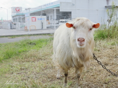 道端のヤギさん