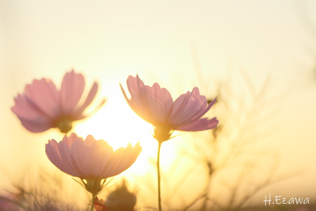 夕秋桜2