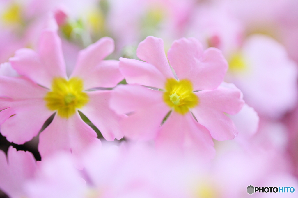 乙女桜Ⅱ