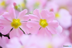乙女桜Ⅱ