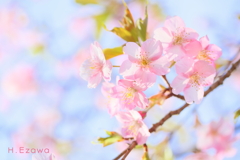 河津桜7