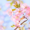 河津桜7