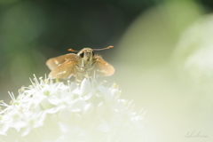 ニラの花で夕食Ⅳ