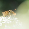 ニラの花で夕食Ⅳ