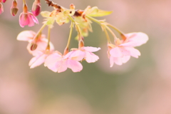 河津桜2