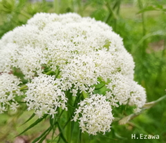 人参の花