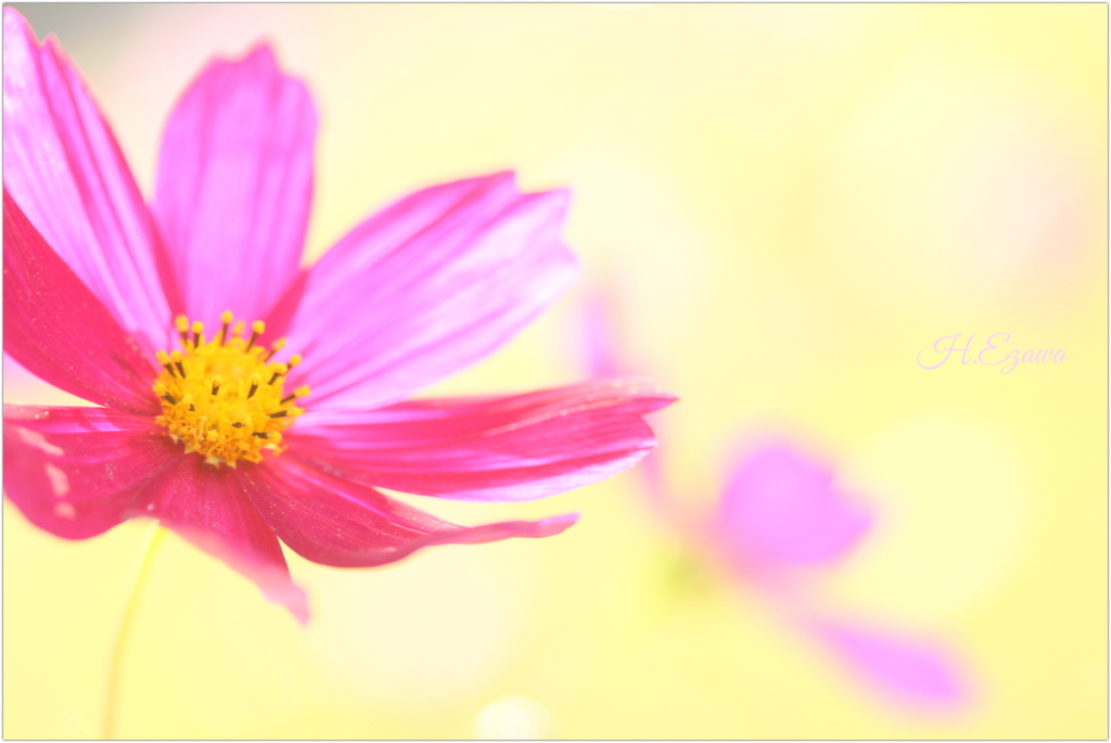 Harmony
