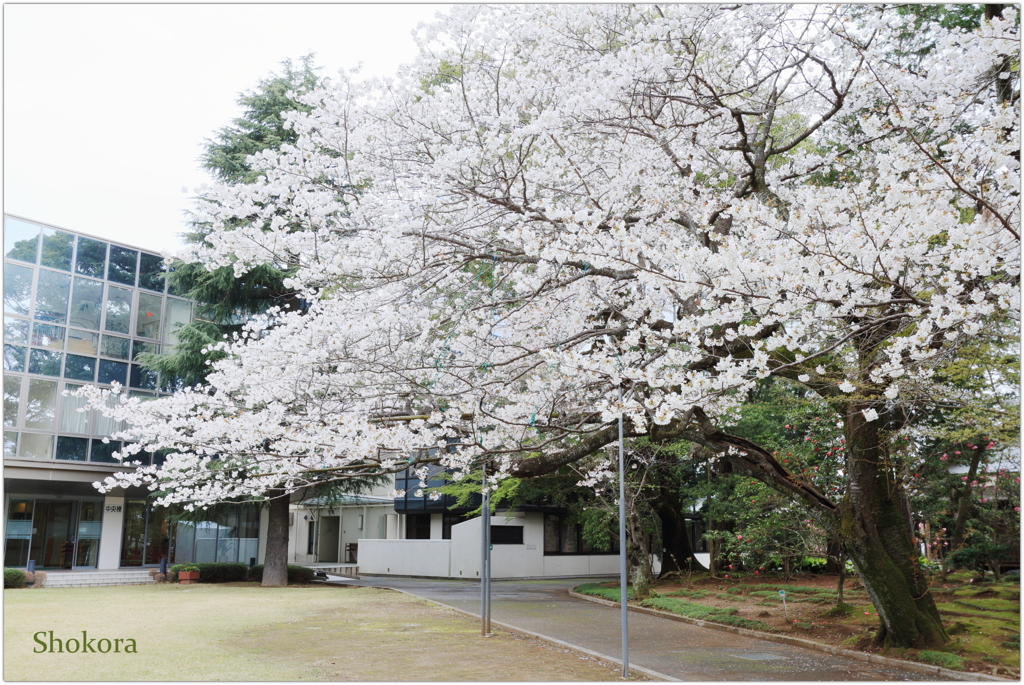 Cherry blossoms in the hospital garden