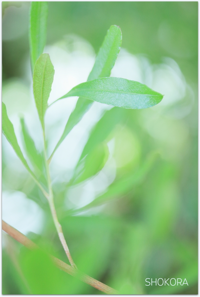 Green leaves