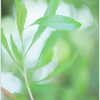 Green leaves