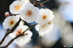 法華経時の梅