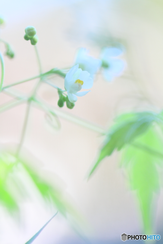 フウセンカズラⅡ