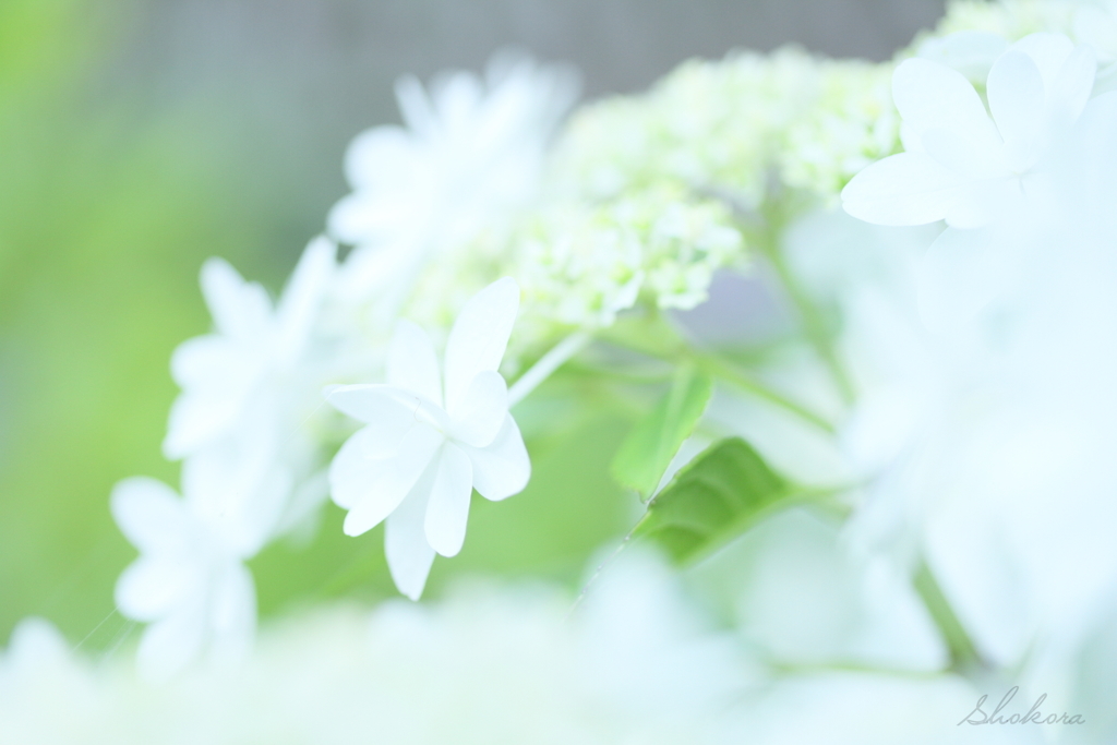 純白の額紫陽花