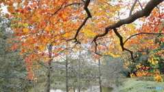 池に伸びる秋彩