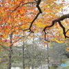 池に伸びる秋彩