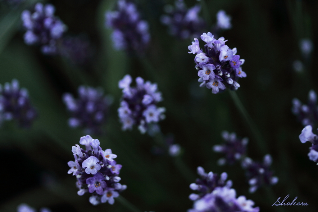 universe of lavender