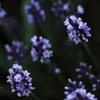 universe of lavender