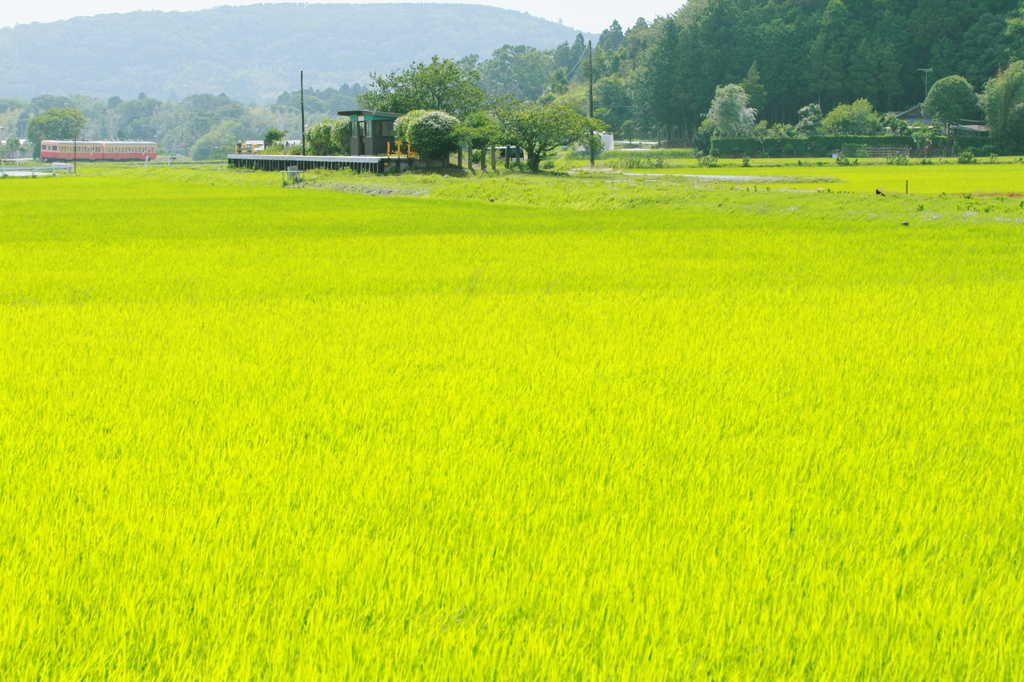 稲の輝く駅