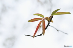 ちいさな紅葉
