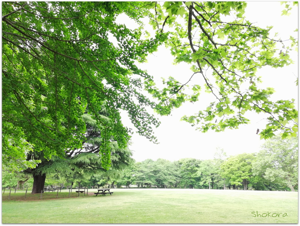 新緑の公園