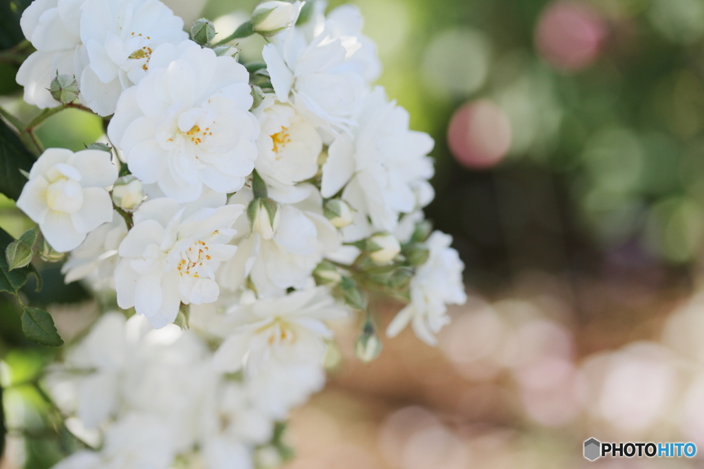Small roses