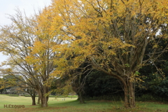 公園の秋