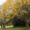 公園の秋