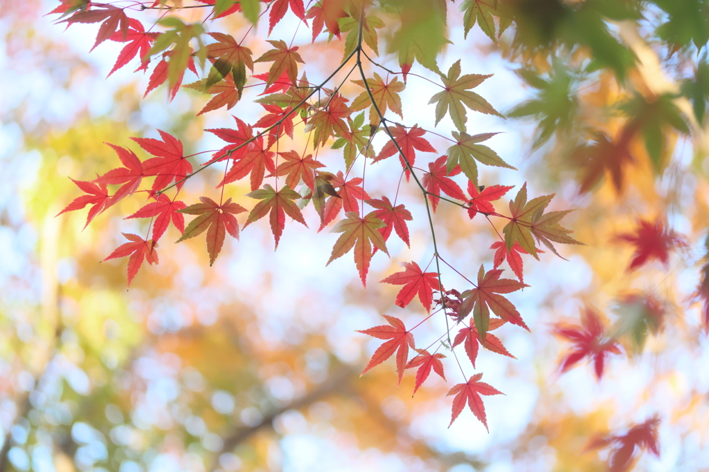 紅葉の彩