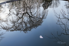 水に映る姫桜