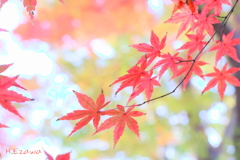 紅葉（十枝の森8）
