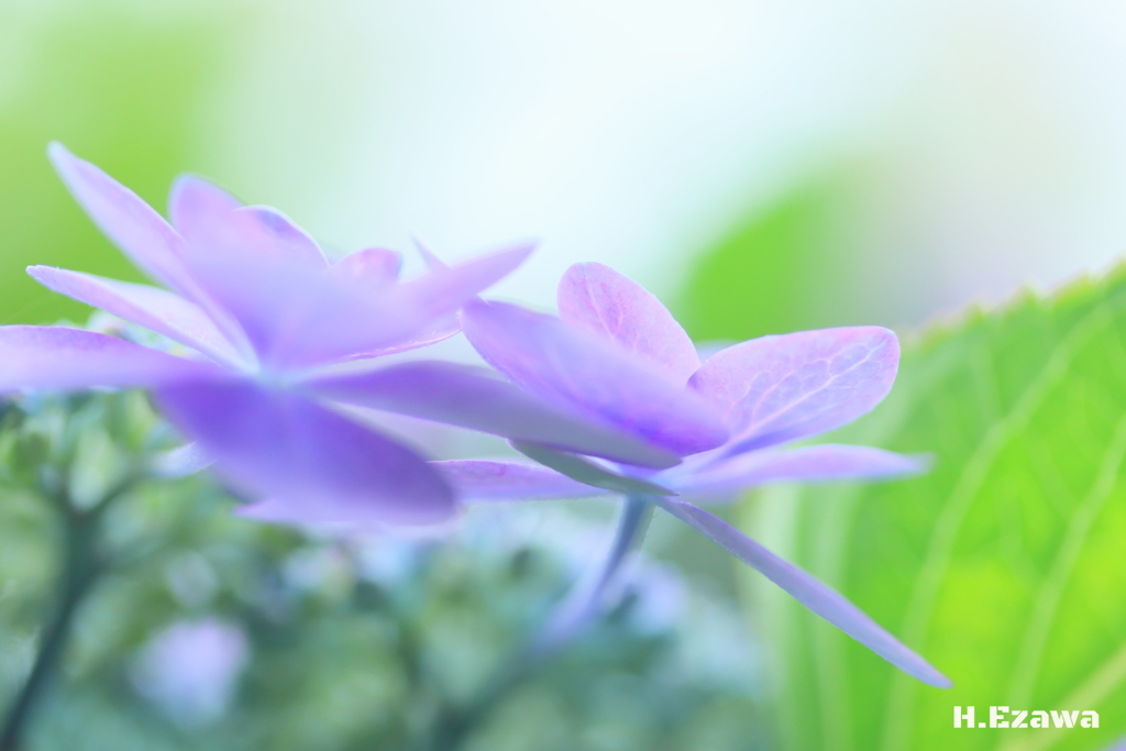Purple Hydrangea2