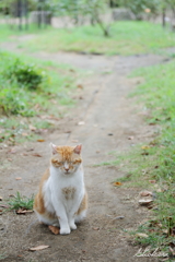 公園のねこ