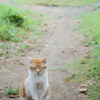 公園のねこ