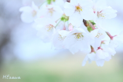 SAKURA bouquet2