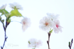 10月の桜Ⅱ