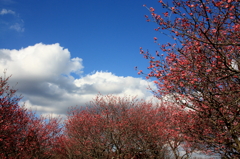 梅林の空