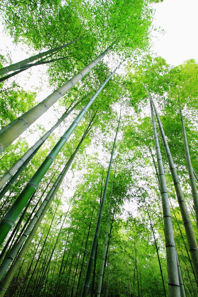 まっすぐ空へ