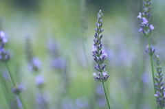 香りの花