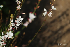 草笛の丘のガウラ