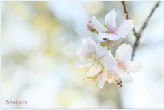11月の桜