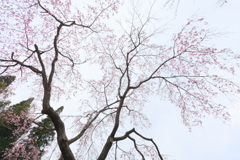 枝垂れ桜の空