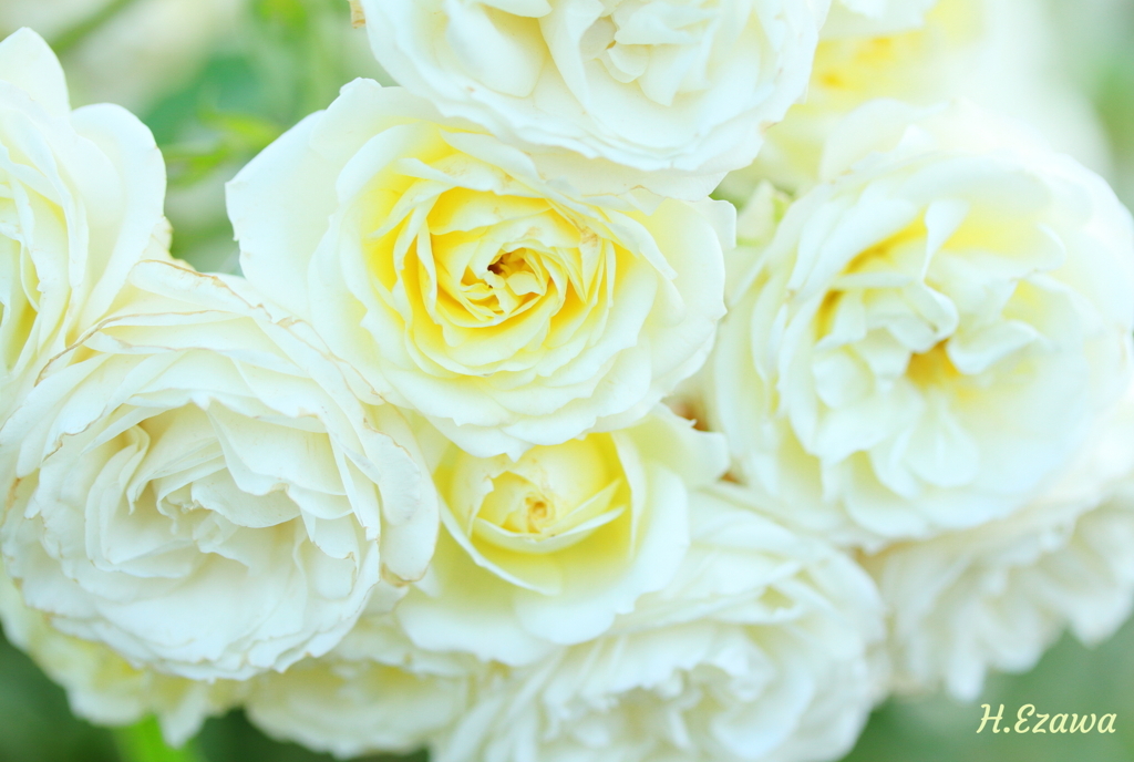 bouquet