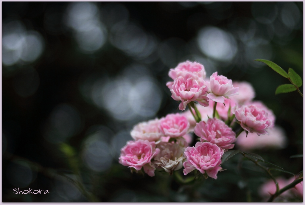 つる薔薇