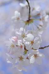 桜青空Ⅱ