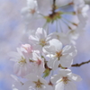 桜青空Ⅱ