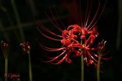彼岸花2