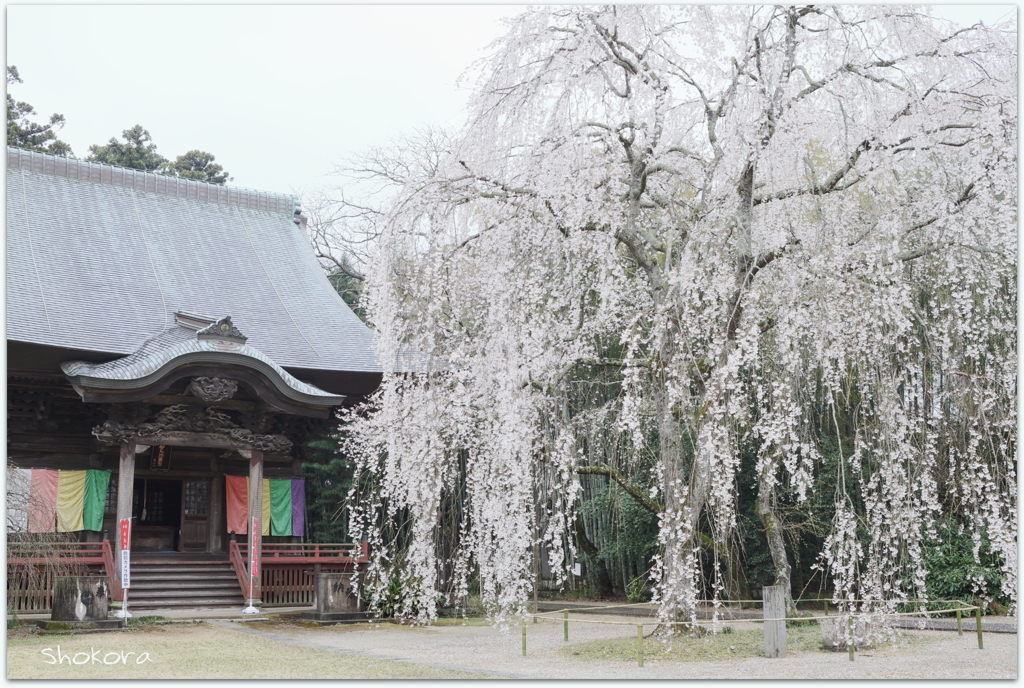 雨の栄福寺Ⅶ